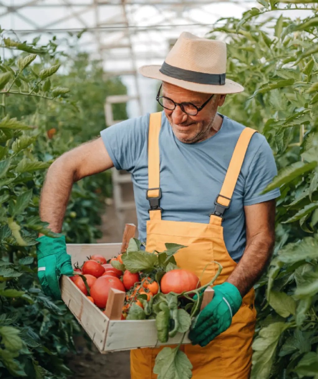 Ein Mann steht in einem Gewächshaus und hält eine Kiste mit Gemüse.